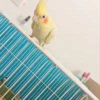 عروس هلندی ماده|پرنده|قائن, |دیوار