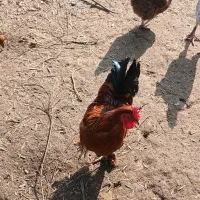 غاز ،مرغ و خروس|حیوانات مزرعه|رودسر, |دیوار