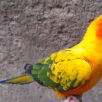 طوطی عروس مرغ عشق فنج سره قناری بخوان|پرنده|پاکدشت, پاکدشت (مامازند)|دیوار