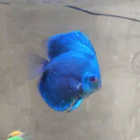 ماهی دیسکس نژاد بلو