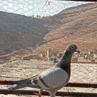 کفتر پلاکی سرور