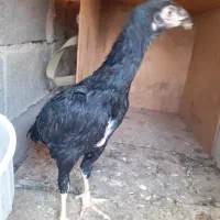 اوشامو لاری جوجه(مراغه)|حیوانات مزرعه|تبریز, |دیوار