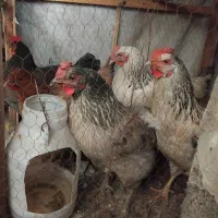 مرغ خانگی تخمگذار جوان