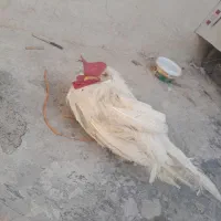 چوری مرغ محلی