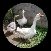 قو غاز لیندا