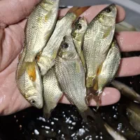 ماهی بدون نیاز به اکسیژن علفخوار کپور