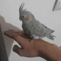 عروس هلندی کاملن دستی و سخنگو