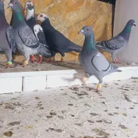 کبوتران علی خلیلی|پرنده|مشهد, انصار|دیوار