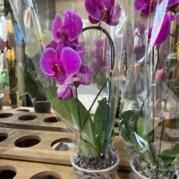 گل و گیاه بونسای فضای سبز بازار گل|گل و گیاه طبیعی|تهران, آهنگ|دیوار