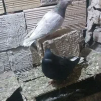 چهار تا رنگی