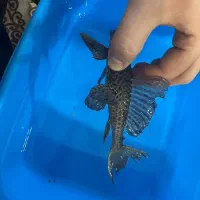 ماهی|ماهی|قم, انصار‌الحسین|دیوار