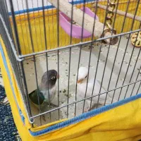 طوطی برزیلی فول دستی اهلی