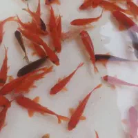 ماهی قرمز عید