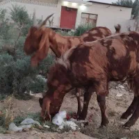 بز نر و ماده دوقلو دار افغانی پاکستانی