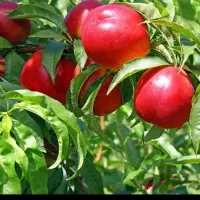 نهالستان درختکاری خدمات باغبانی