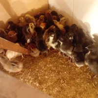 فروش ۵۰ عدد جوجه عربی|حیوانات مزرعه|رامشیر, |دیوار