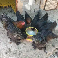 نیمچه مرغ و خروس برهما|حیوانات مزرعه|تهران, تهرانپارس شرقی|دیوار