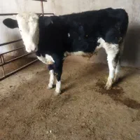 گوساله نرسمینتال|حیوانات مزرعه|بروجرد, |دیوار