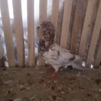 کفتر|پرنده|تربت‌حیدریه, آغوی|دیوار