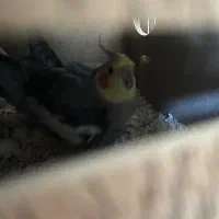 عروس هلندی جفت