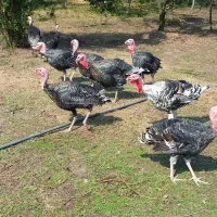 فروشی|حیوانات مزرعه|حویق, |دیوار