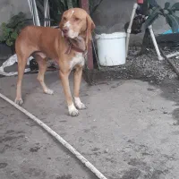 رودبنه|سگ|رودبنه, |دیوار