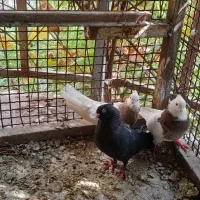 قفس کبوترجهت معاوضه باکبوترصرب درجه یک|پرنده|اهواز, زرگان|دیوار