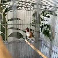 دو عدد سهره