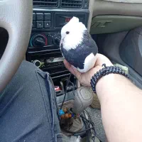 یه جفت طوقی پرشی دره شهر|پرنده|دره شهر, |دیوار