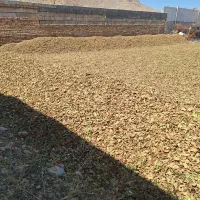 پوست بادام خشک|لوازم جانبی حیوانات|سامان, |دیوار