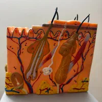 مولاژ لایه های پوست