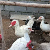 فروش پرورش اردک اسرائیلی نصیری