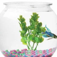 سنگ ماهی برا عید زیر قیمت بازار