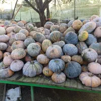 کویی محلی کیلویی 20تومن|خوردنی و آشامیدنی|بندر انزلی, چهارفریضه|دیوار