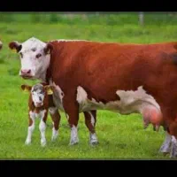 انواع گوشت تازه