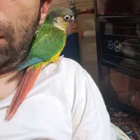 گرینچیک، حلقه پا، سخنگو و نر|پرنده|تبریز, |دیوار