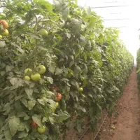 کار درگلخانه