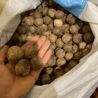 گردو لرستان|خوردنی و آشامیدنی|پاکدشت, خاتون آباد|دیوار