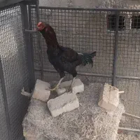 مرغ لاری|حیوانات مزرعه|جزنیک, |دیوار