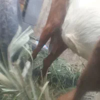 بز ماده ۳ قلوه زاه بروات