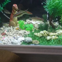 ماهی ردلاین خوش رنگ بالق|ماهی|شیراز, جوادیه|دیوار