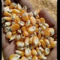 صنعتی و گاوی