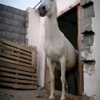 مادیان درجه یک