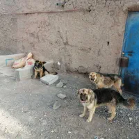 سگ ژرمن|سگ|باشتین, |دیوار