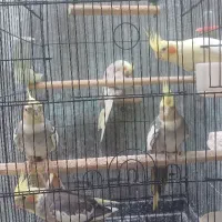 پنج عدد عروس هلندی