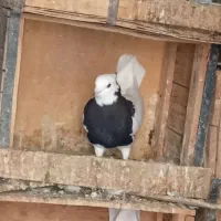 پرنده|پرنده|بهبهان, |دیوار