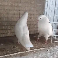 کبوتر سفید خال زرد شمرونی|پرنده|سورک, |دیوار