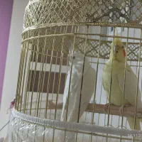 عروس هلندی|پرنده|ایرانشهر, |دیوار