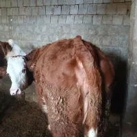 گوساله گوشتی