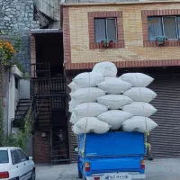 کاه دیم گندم تحویل درب دامداری